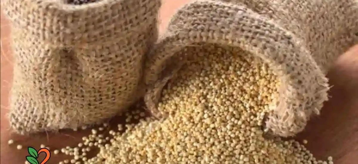 ¿Cómo se cocina la Quinua o Quinoa?